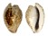 CYPRAEIDAE CYPRAEA TEULEREI shell