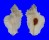MURICIDAE PTERYNOTUS TRIPTERUS shell