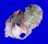 OSTREIDAE ALECTRYONELLA CRENULIFERA shell