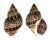 BUCCINIDAE BABYLONIA JAPONICA shell
