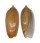 OLIVIDAE OLIVA CONCINNA CHRYSOIDES shell