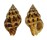 BUCCINIDAE CANTHARUS WAGNERI shell