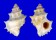 CORALLIOPHILIDAE LATIAXIS OLDROYDI shell