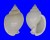 CASSIDAE SEMICASSIS ANGASI shell