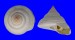 PLEUROTOMARIIDAE PLEUROTOMARIA HIRASEI shell