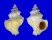 CORALLIOPHILIDAE MIPUS GYRATUS shell