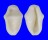OVULIDAE CYPHOMA MACUMBA shell
