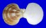 PECTINIDAE PLACOPECTEN MAGELLANICUS shell