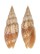 MITRIDAE NEOCANCILLA ARENACEA shell