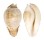 CYPRAEIDAE UMBILIA PETILIROSTRIS shell