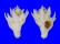 CORALLIOPHILIDAE BABELOMUREX JAPONICUS shell