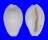 CYPRAEIDAE CYPRAEA EBURNEA shell