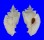 MURICIDAE PTERYNOTUS TRIFORMIS shell