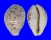 CYPRAEIDAE CYPRAEA TIGRIS PARDALIS shell