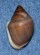 ELLOBIIDAE CASSIDULA AURISFELIS shell