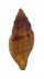MANGELIIDAE CYTHAROPSIS KYUSHUENSIS shell